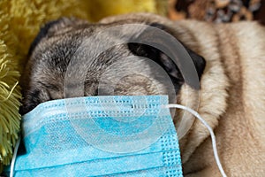 Pug dog in medical mask on home quarantine close up