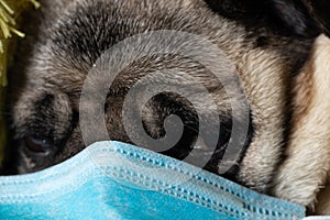 Pug dog in medical mask on home quarantine close up