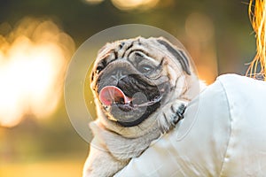 Pug dog on owners hands so happiness and comfortable with sun set light