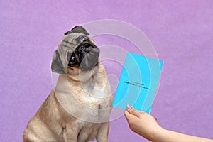 Pug dog with veterinary passport immigrating or ready for a vacation