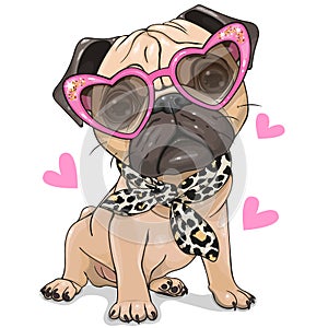 Pug Dog with pink glasses and scarf isolated
