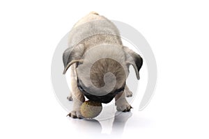 Pug dog play ball