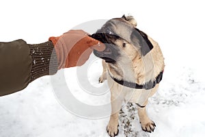 Pug dog playing tug holding a soft glove in his mouth and pulling with a human. Playing with dog winter outside.