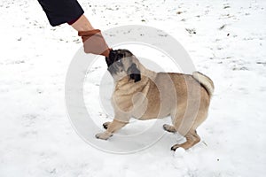 Pug dog playing tug holding a soft glove in his mouth and pulling with a human. Playing with dog winter outside.