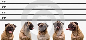 Pug Dog Police Line Up