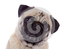 Pug dog portrait