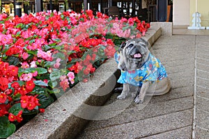 Pug dog portrait, fat dog,old age, smiling, see funny teeth in the garden