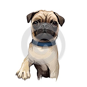 Doguillo el perro retrato en blanco. arte ilustraciones de pintado a mano el perro telarana imprimir a muro comida cobertura diseno 