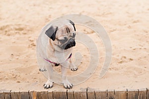 Pug dog portrait on nature background. Dog sitting on beach feeling fun vacations on the beach, vacations Concept