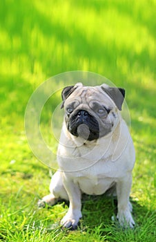 Pug dog portrait purebred sitting on a blurred background of green grass. Blurred space for text