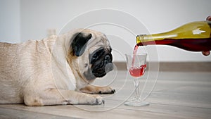 A pug dog is poured wine into a glass. Slow motion