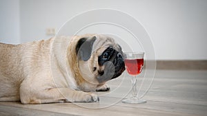 A pug dog is poured wine into a glass. Slow motion