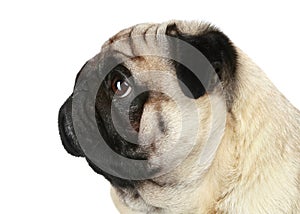 Pug dog profile