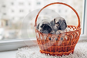 Pug dog puppies sitting in basket. Little puppies having fun. Breeding dogs