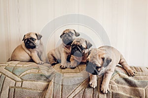 Pug dog puppies sitting on couch. Little puppies having fun. Breeding dogs