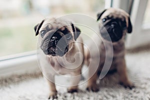 Pug dog puppies sitting on window sill. Little puppies siblings. Breeding dogs