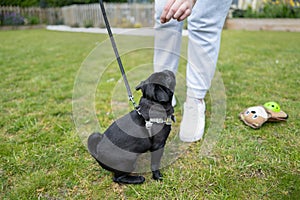 Pug dog puppy wearing a harness and lead being trained to sit with incentive treat training