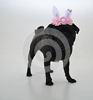 Pug dog with rabbit ears