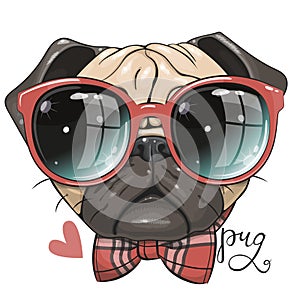 Pug Dog with red glasses and bow isolated on a white background