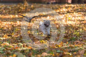 Pug Dog is Running on autumn Leaves Ground. Open Mouth.