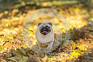 Pug Dog is Running on autumn Leaves Ground. Open Mouth.