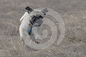 Pug