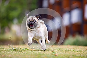 Pug dog running on green grass with happiness and having fun