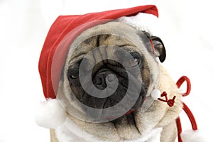 Pug dog in Santa hat
