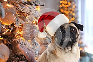 Pug dog with Santa hat near Christmas tree