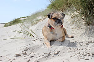 Pug Dog sat on a beach landscape