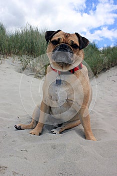 Pug Dog sat on a english beach portrait