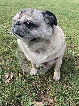 Pug dog sat outside