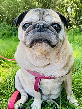 Pug dog sat outside