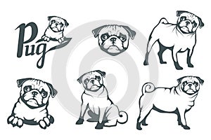 Pug dog set. Head of an pug. Pets for design.