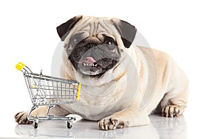 Pug dog with shopping cart