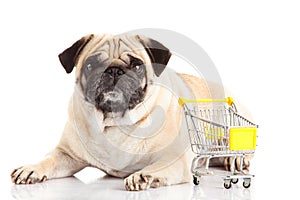 Pug dog shopping trolly isolated on white background. shopper