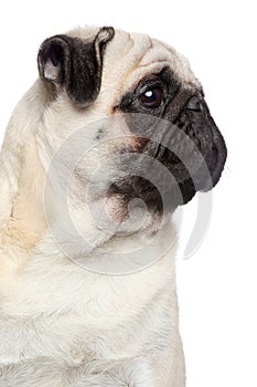 Pug dog, side portrait