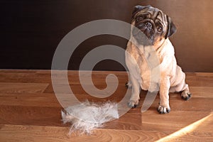 pug dog sits on the floor next to a pile of wool after combing out. concept of seasonal pet molting.