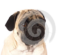 The pug dog sits and looks with sad big eyes.