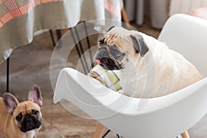 Pug dog sitting on a chair looking at the camera. Pug dog and french bulldog are waiting for food in the kitchen.