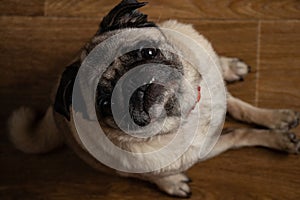 Pug dog sitting on the floor in the kitchen