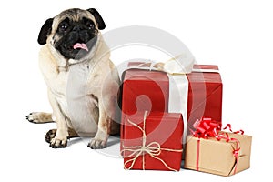 A pug dog, sitting near presents. Isolated on white background.