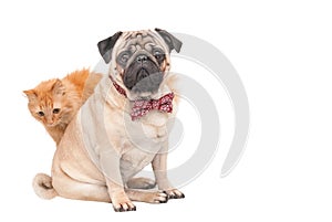 Pug dog sitting in a red bow tie and rear red cat isolated on white background.