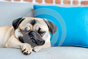 A pug dog sleeping on a couch with a blue pillow