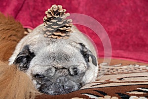 Pug dog sleeping with a pine cone on his head on the couch in anticipation of the new year, new year