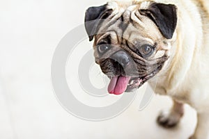 The pug dog are smliley