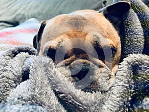 Pug Dog snug on blanket close up photo
