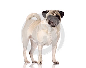Pug dog standing