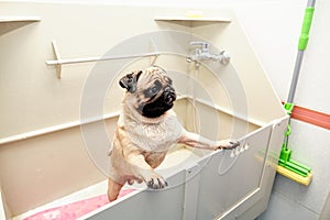 A pug dog stands on its hind legs in the grooming bathroom