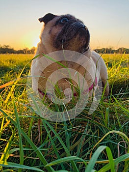 Pug dog stood on grassy at sunset